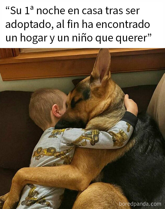 Niño abrazando a perro pastor alemán en casa, imagen de memes hilarantemente relacionados para quienes buscan risas hoy.