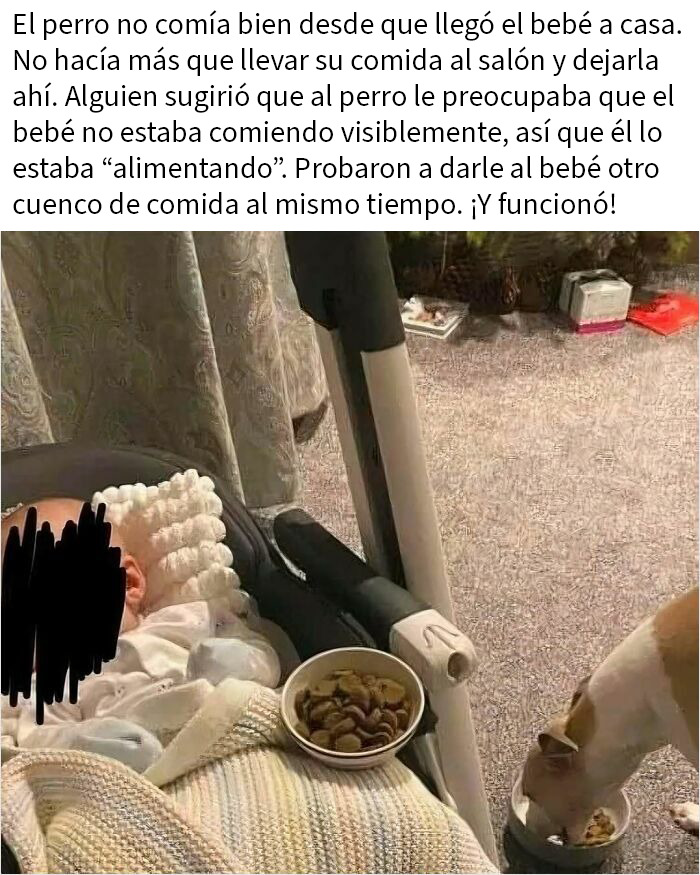 Perro alimentando a un bebé mientras come al mismo tiempo, meme relatable con humor para quien necesita reír hoy.