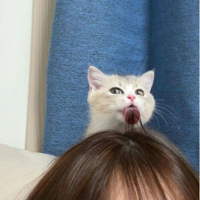 Dos gatos adorables en un puesto rosa, mostrando ternura y encanto para amantes de kitties purr-fect.