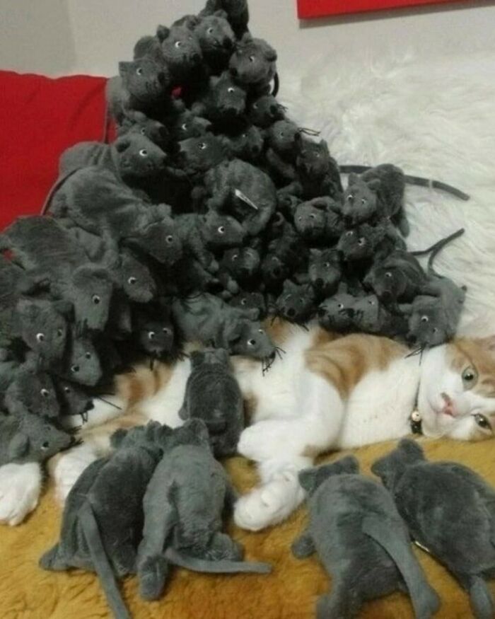 Gatito adorable en blanco y negro, representando la ternura de los kitties para un catwalk y show de comedia.