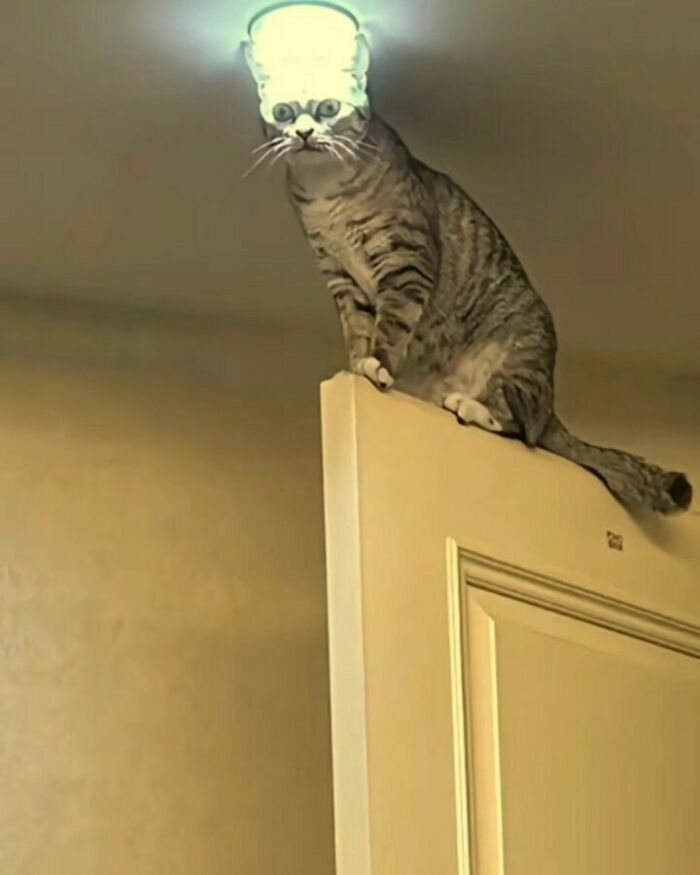 Gato descansando sobre figura de oveja esponjosa, mostrando habilidades reales de kitties y comedia felina divertida.