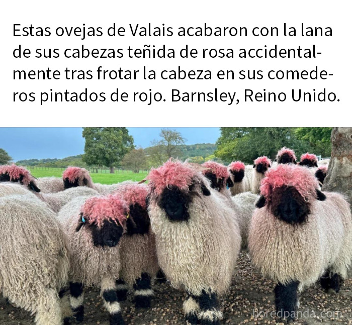 Ovejas con lana teñida accidentalmente de rosa en sus cabezas, ejemplo de comedia accidental y divertida.