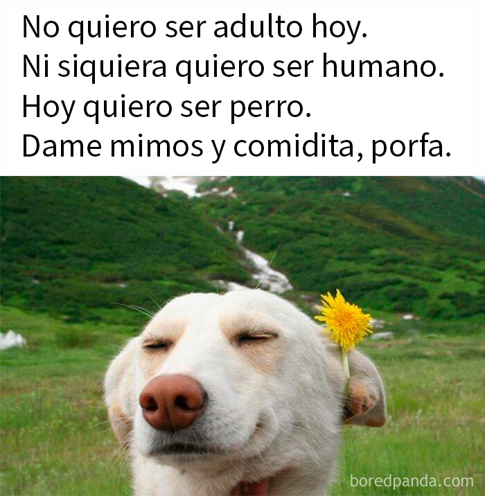 Perro sonriente con flor amarilla en la oreja representando memes de humor como mecanismo de afrontamiento.