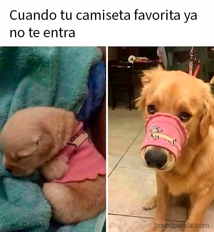 Perro usando un meme divertido que muestra humor como mecanismo de afrontamiento en situaciones cotidianas.
