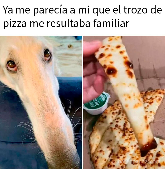 Bebé vaca Highland comiendo pasto en campo verde, meme animal divertido y relatable para mejorar el día.