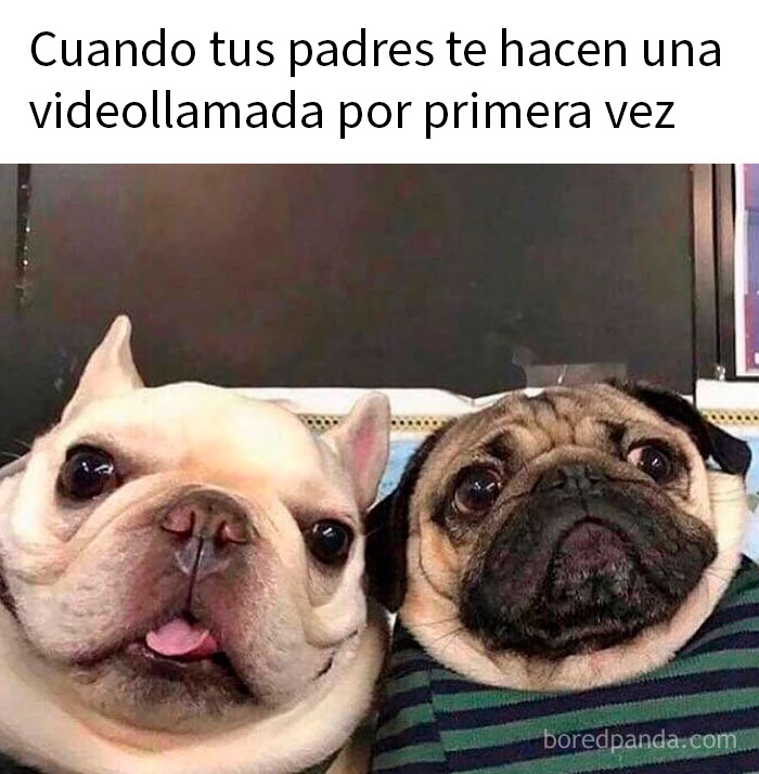 Memes divertidos y animales tiernos como los pangolines bebés que parecen estar nerviosos intentando preguntar algo.
