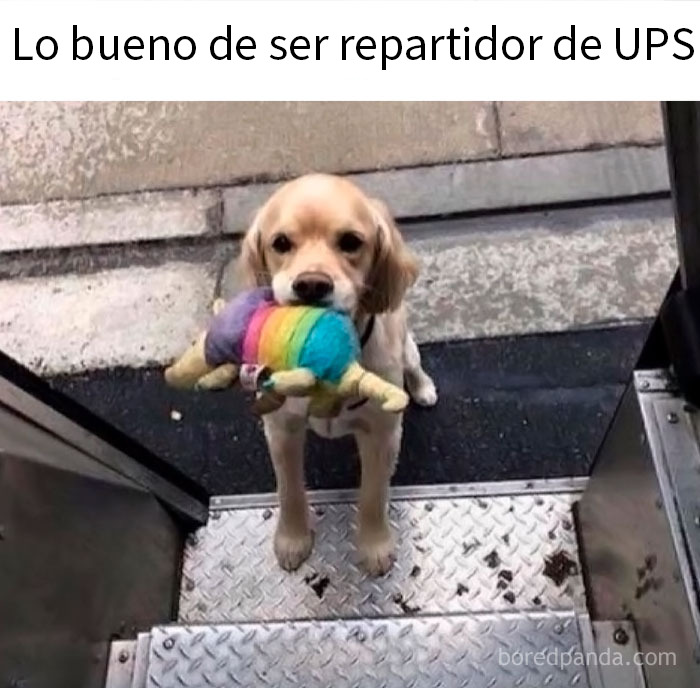 Lechón jabalí pequeño refrescándose en un charco de barro, imagen divertida y relatable de memes de animales.