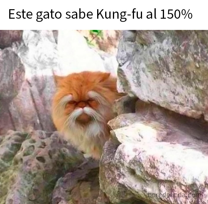 Gato con expresión seria entre rocas en meme divertido y relatable de animales para mejorar tu día.
