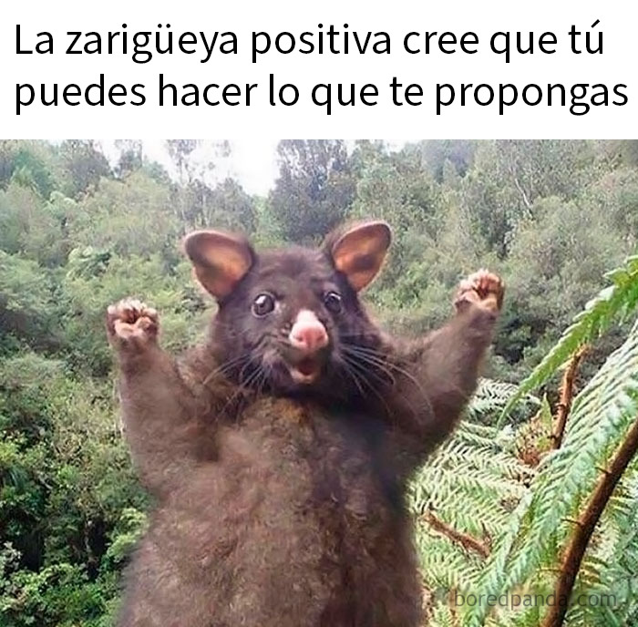 Cachorro de guepardo con expresión divertida en un meme de animales graciosos y relatables para mejorar tu día.