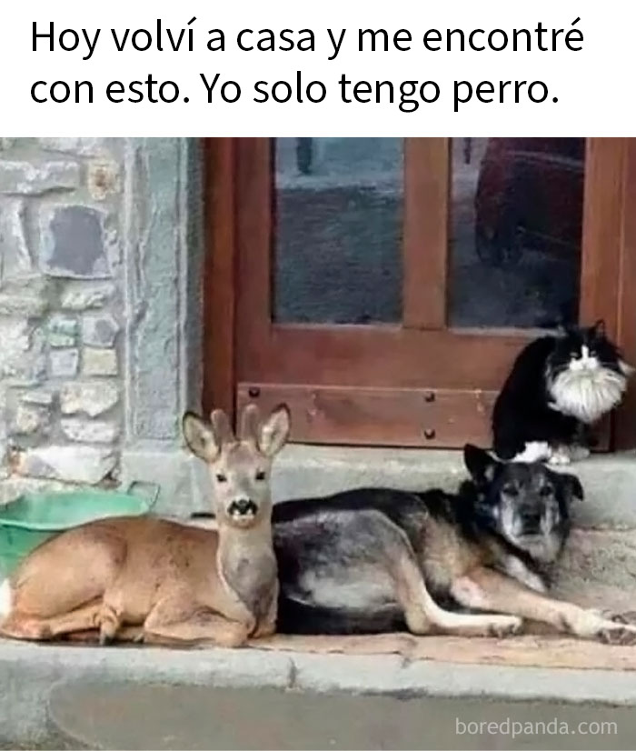 Ciervo, perro y gato juntos en la puerta de una casa, meme divertido y relatable de animales para mejorar tu día.