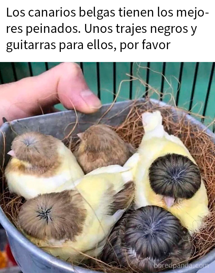 Canarios con peinados divertidos en un alojamiento, ideales para memes de animales graciosos y relatables.