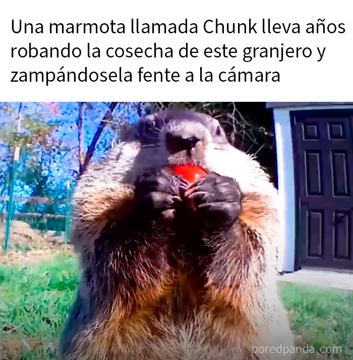 Gato negro con bigote blanco parecido a dientes separados en meme divertido y relatable de animales.