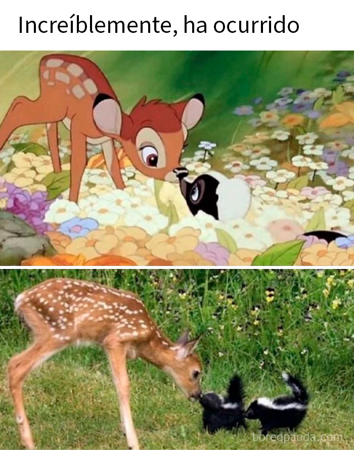 Ciervo y zorrillo interactuando en dos imágenes divertidas y relacionadas con memes de animales para mejorar tu día.