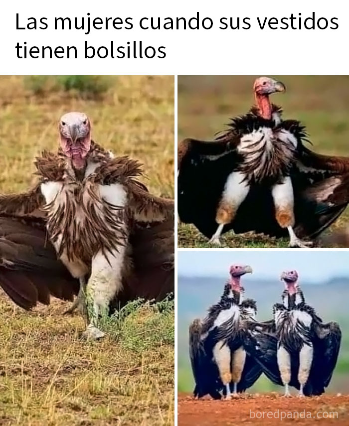 Buitres con plumas desplegadas y posturas divertidas, representando memes animales graciosos y relacionados para mejorar el día.