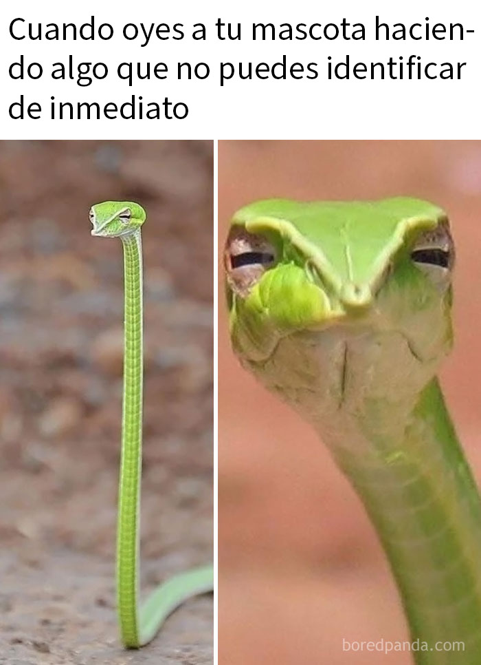 Gatito sonriendo junto a niña, imagen divertida y relatable de animales para mejorar tu día con memes animales.