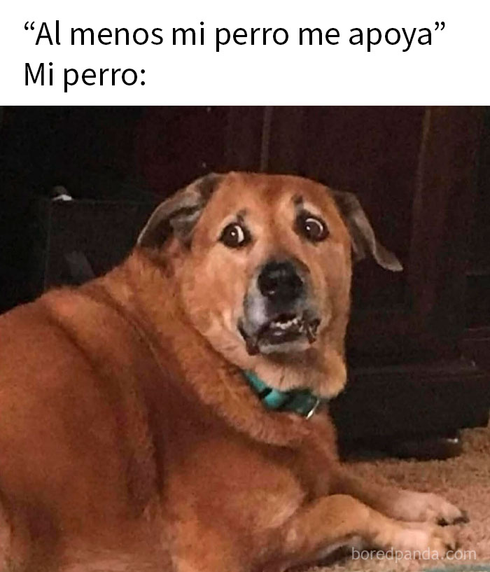 Pavo real con plumas extendidas en la carretera, meme divertido y relatable de animales para mejorar tu día.