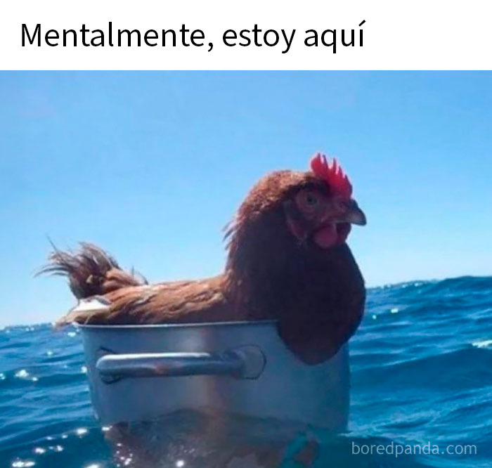 Gato con expresión divertida y tierna en meme animal divertido y relatable para mejorar tu día al instante.