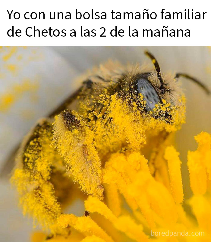 Abeja cubierta de polen en flor, imagen divertida y relatable de memes de animales para mejorar tu día rápidamente.