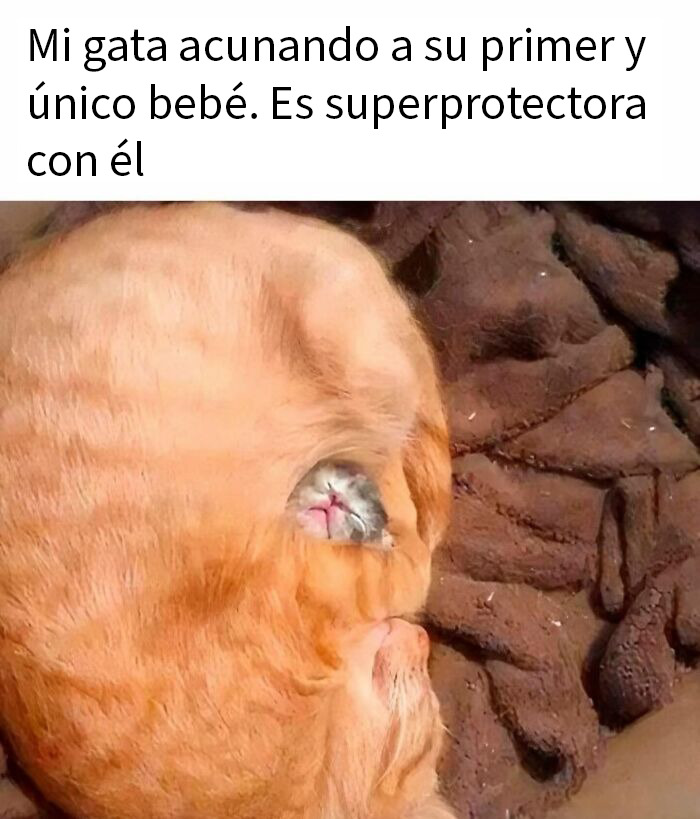 Gato naranja protegiendo tiernamente a su cría, meme divertido y relatable de animales para mejorar tu día instantáneamente.