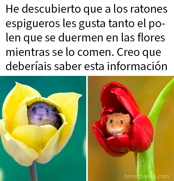 Ratones en flores, memes de animales divertidos y relatables para mejorar tu día con imágenes nuevas y graciosas.