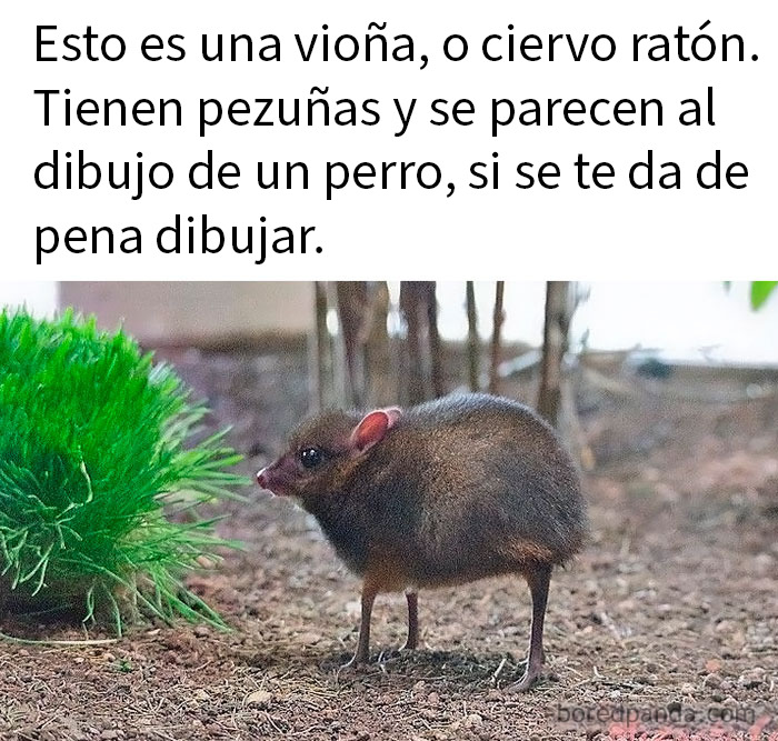 Imagen de un animal curioso llamado chevrotain con patas pequeñas, acompañada de memes divertidos y animales relatables.