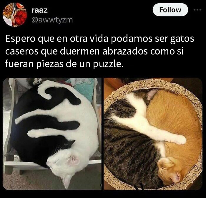 Abeja posada en una pequeña rama, ilustrando memes divertidos y relatables de animales para mejorar tu día.