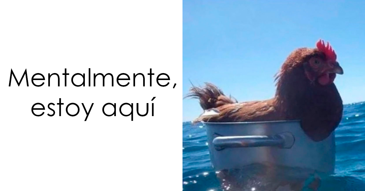 20 Encantadores memes de animales para no pensar en el estado actual del mundo