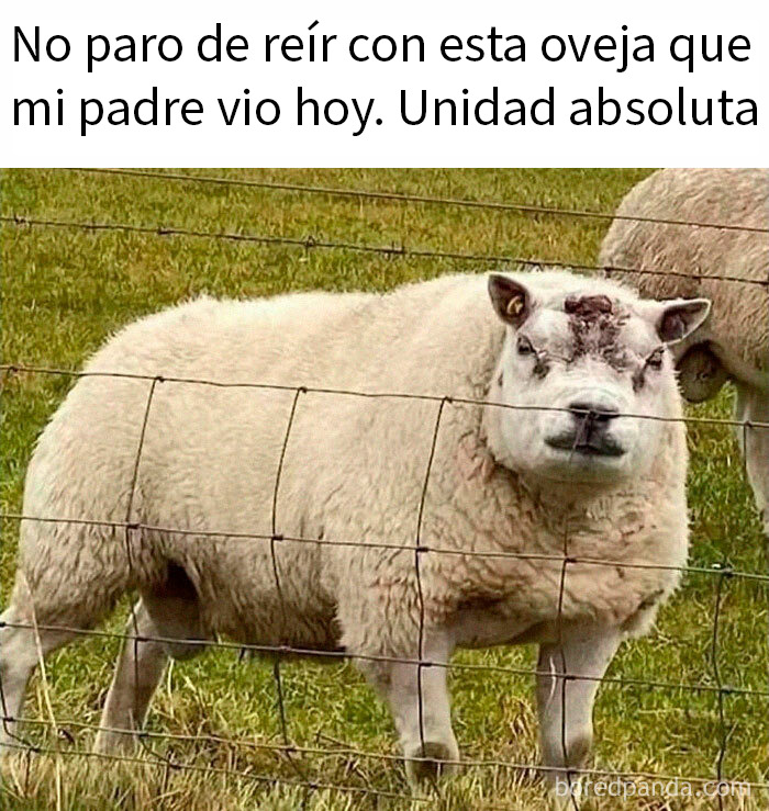 Oveja robusta en un campo con cerca de alambre, mostrando humor relacionado con memes divertidos sobre los británicos.