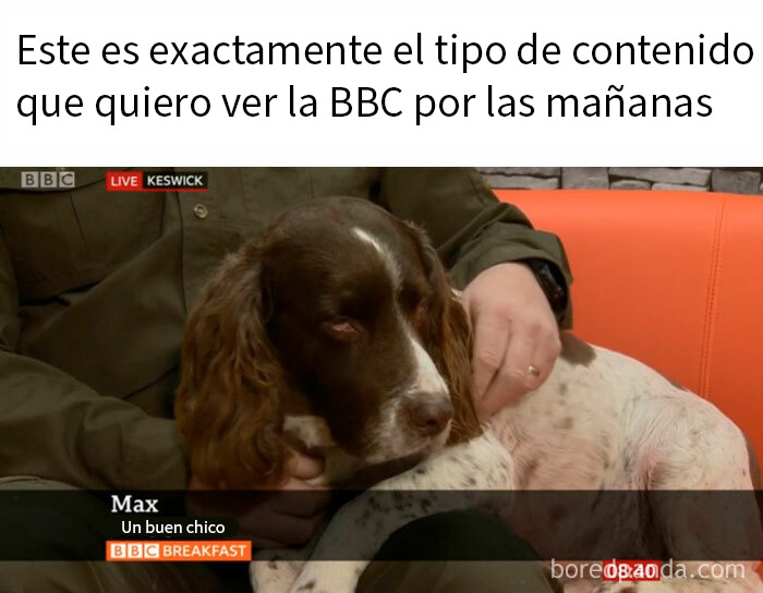 Perro en programa de BBC Breakfast con meme divertido sobre los británicos y su cultura única en la mañana.
