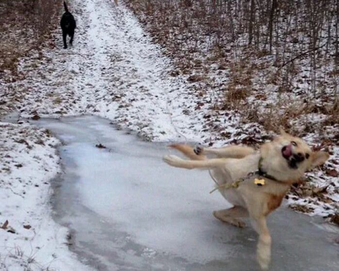Perro resbalando sobre hielo con nieve en un camino, capturando el momento antes de un desastre.