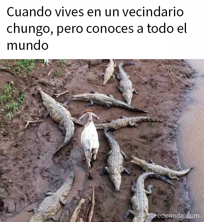 Cabra rodeada de cocodrilos en un terreno lodoso ilustrando memes tan relatables como ofensivos.