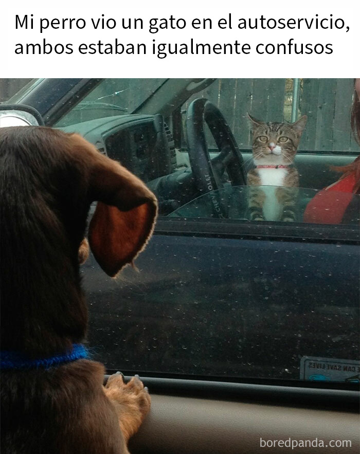 Perro amable con una ardilla bebé encontrada, ilustrando fotos divertidas que podrían hacerte amar aún más a los animales.