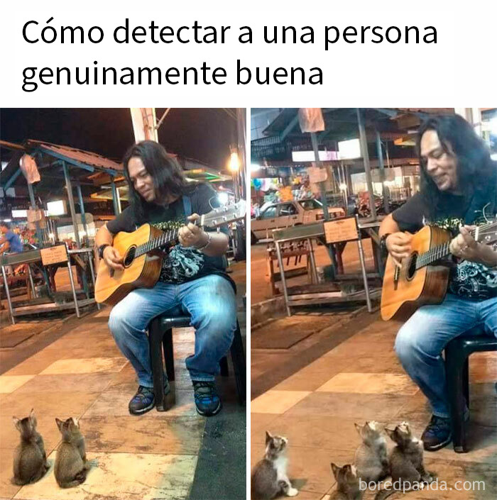 Hombre tocando guitarra para varios gatos callejeros sentados atentos en un mercado al aire libre por la noche.
