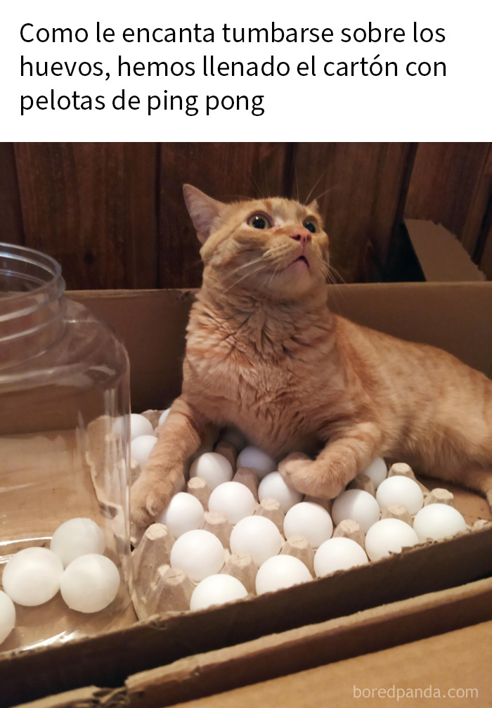Gato acostado sobre pelotas de ping pong en caja, mostrando momentos divertidos que podrían hacerte amar más a los animales.