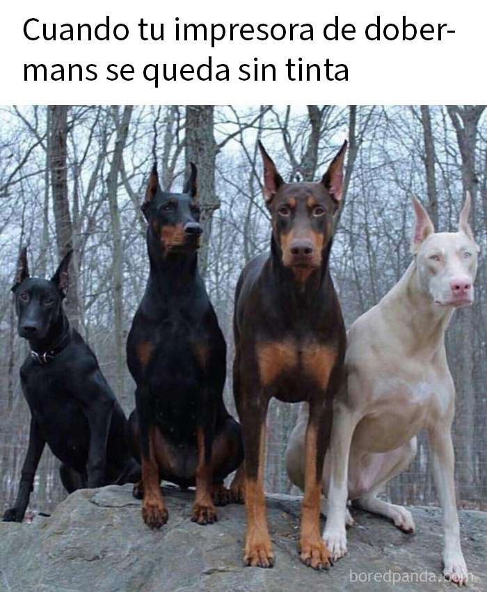 Cuatro perros Doberman sentados en roca en bosque, imagen divertida que muestra amor por los animales.