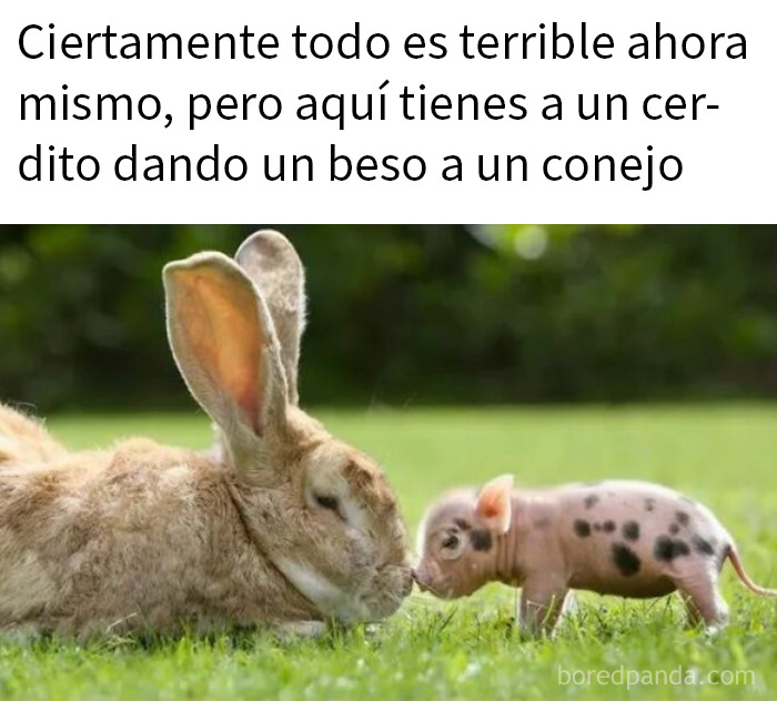 Cerdito pequeño besando a un conejo en el césped, una imagen adorable que muestra animales divertidos y tiernos.