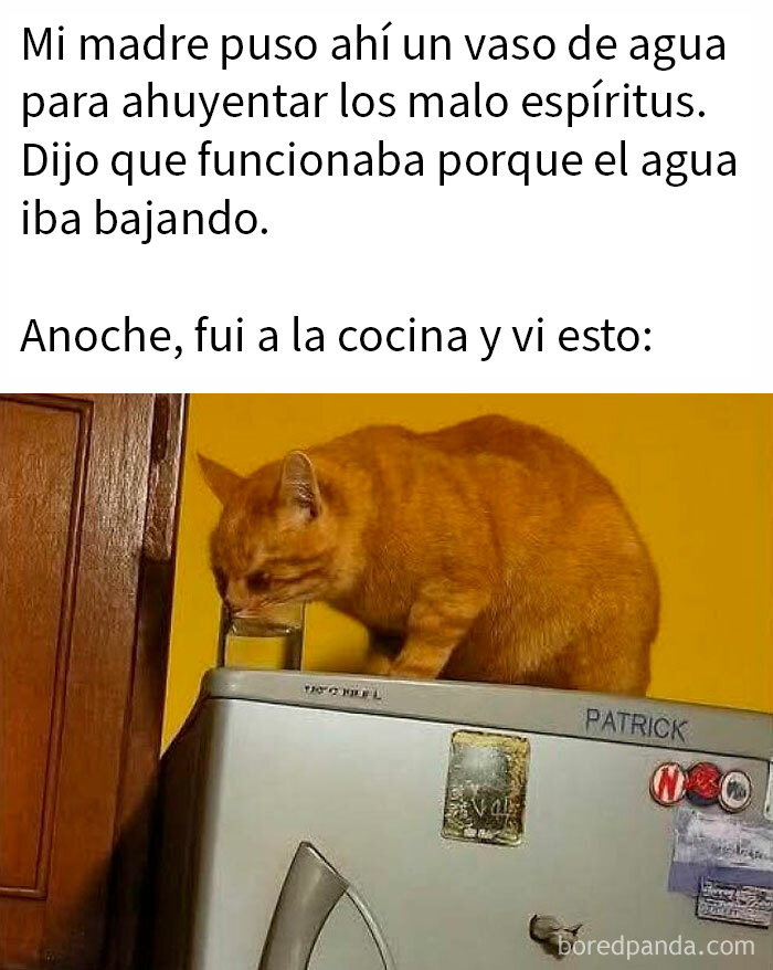 Perro antes y después del corte, mostrando cambio divertido que hace amar aún más a los animales.