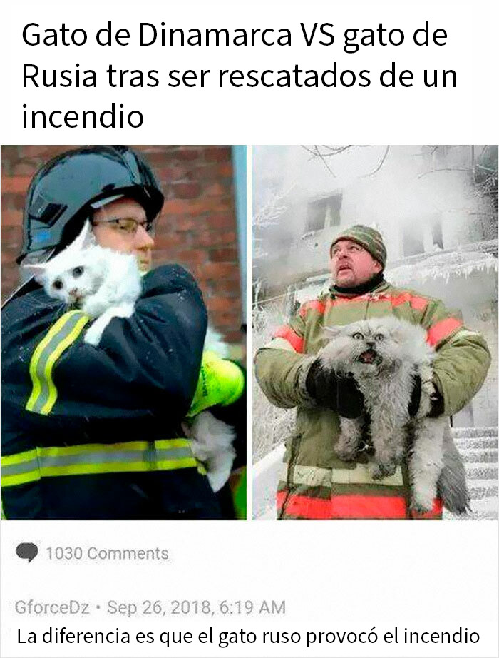 Bombero sosteniendo gato blanco y gato gris mojado tras ser rescatados, imagen divertida que muestra amor por los animales.