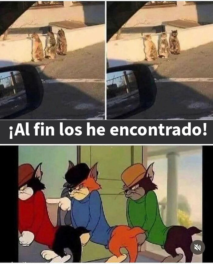 Tres gatos reales sentados al sol junto a una escena divertida de gatos animados, memes de gatos adorables.