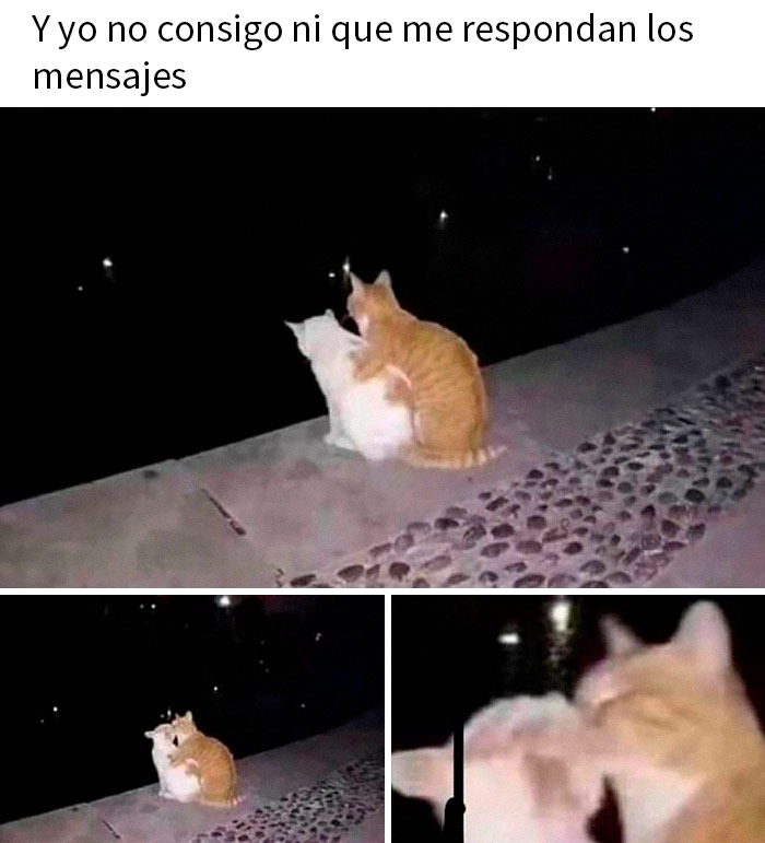 Dos gatos adorables abrazados junto a un borde oscuro, representando memes de gatos divertidos y adorables para el alma.