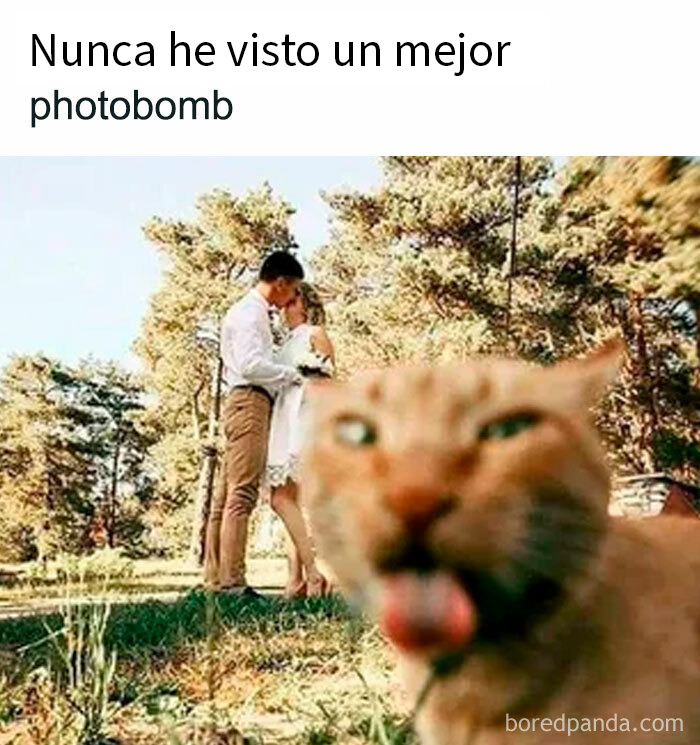 Gato en primer plano haciendo fotobomb a pareja besándose en un parque en imagen divertida de memes de gatos adorables.
