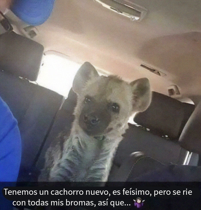 Cachorro raro dentro de un auto, mostrando cambios rápidos en emociones y situaciones inesperadas en publicaciones virales.