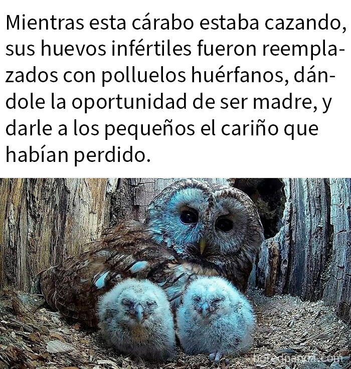Búho tutora adorables polluelos huérfanos en un nido, mostrando ternura y amor en publicaciones entrañables de Instagram.