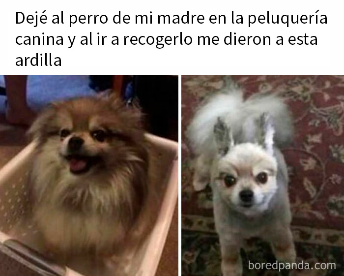 20 Memes divertidos por si te falta tu dosis de risas diaria