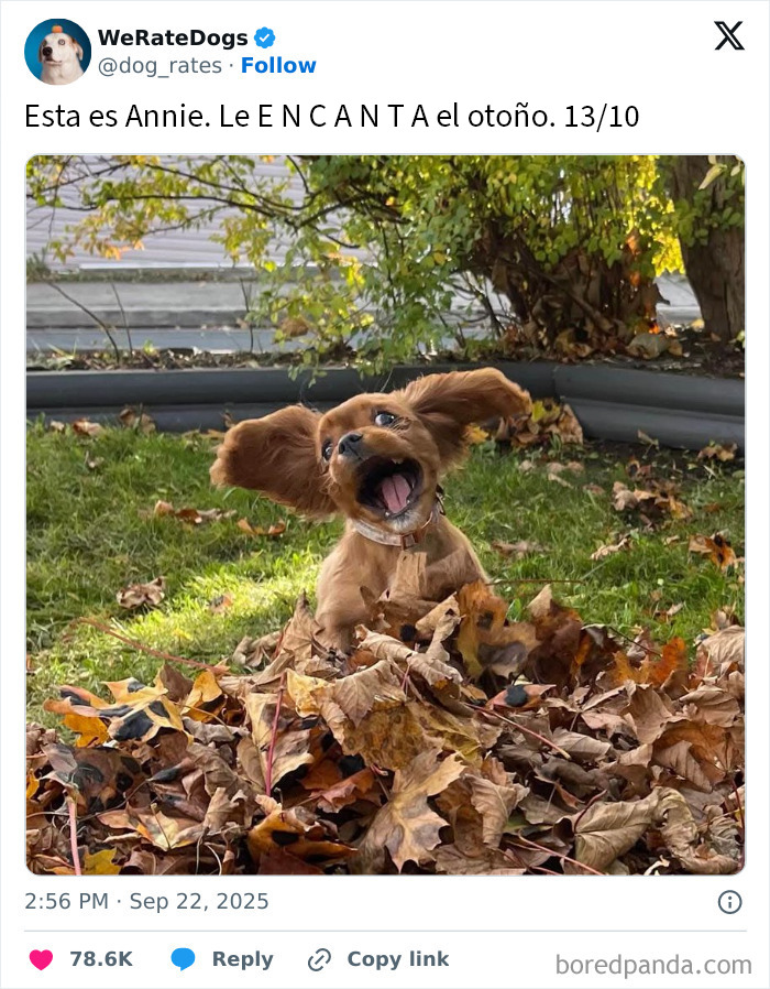 20 Personas que pidieron una valoración de sus perros y recibieron respuestas buenísimas