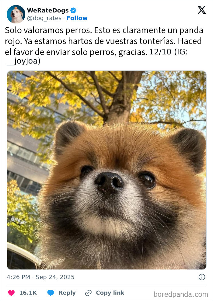 20 Personas que pidieron una valoración de sus perros y recibieron respuestas buenísimas