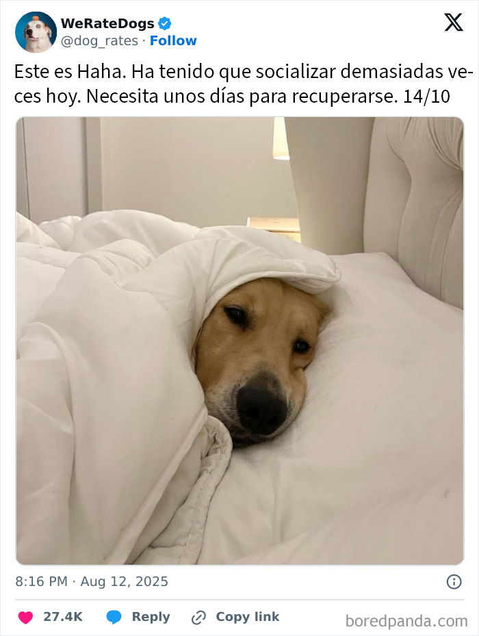 20 Personas que pidieron una valoración de sus perros y recibieron respuestas buenísimas