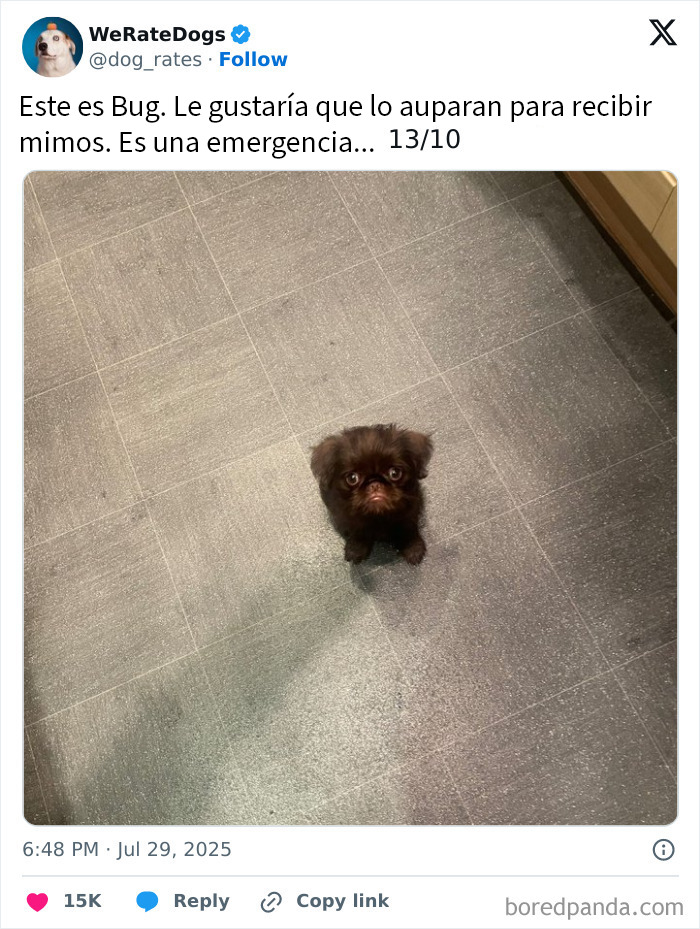 20 Personas que pidieron una valoración de sus perros y recibieron respuestas buenísimas