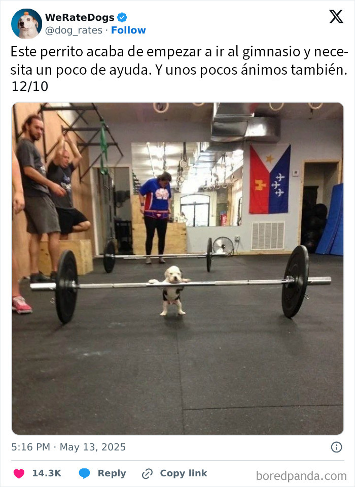 20 Personas que pidieron una valoración de sus perros y recibieron respuestas buenísimas