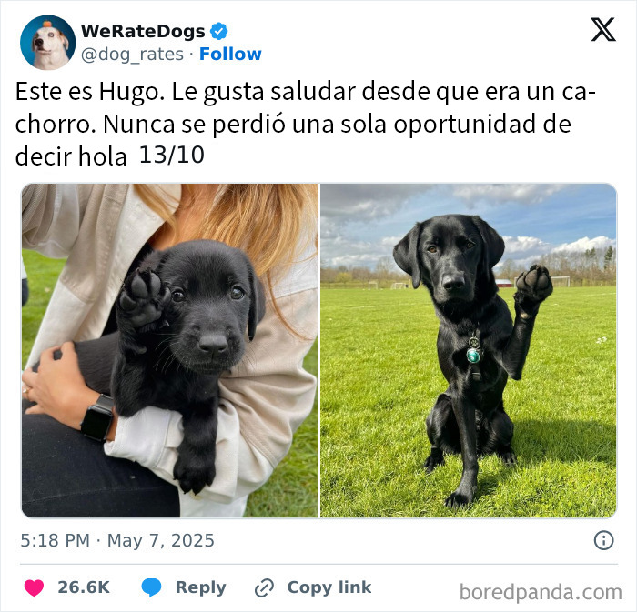 20 Personas que pidieron una valoración de sus perros y recibieron respuestas buenísimas
